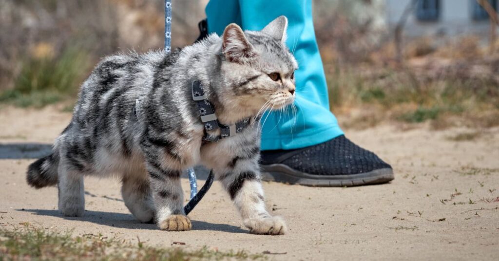 cat-leash-training