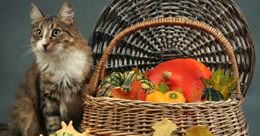 organic-vs-natural-cat-food