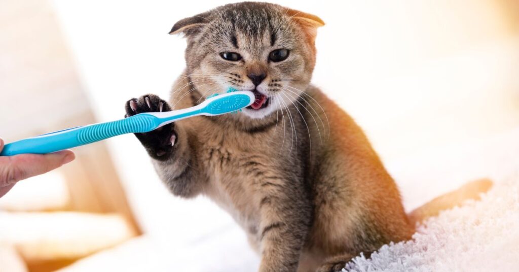 brushing-cats-teeth