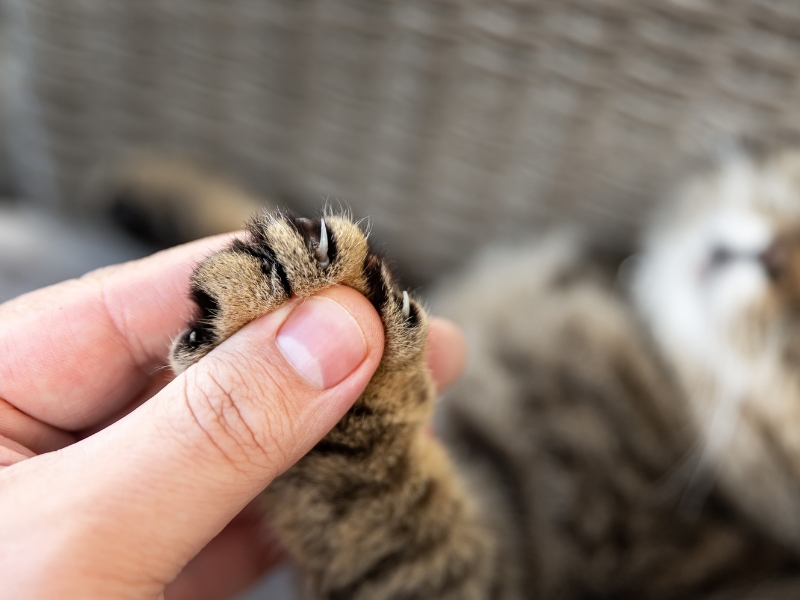 cat-paws