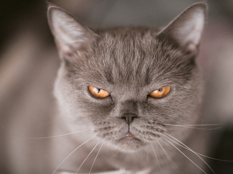 cat-angry-mood