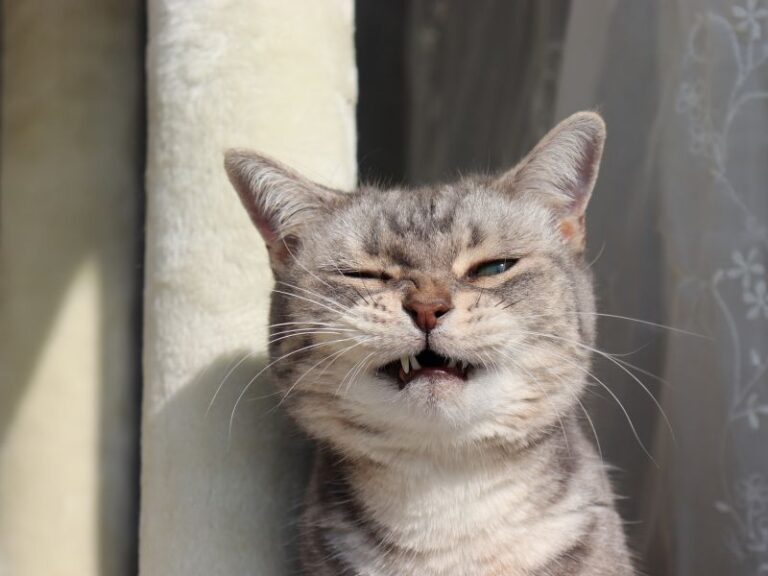 cat=sneezing