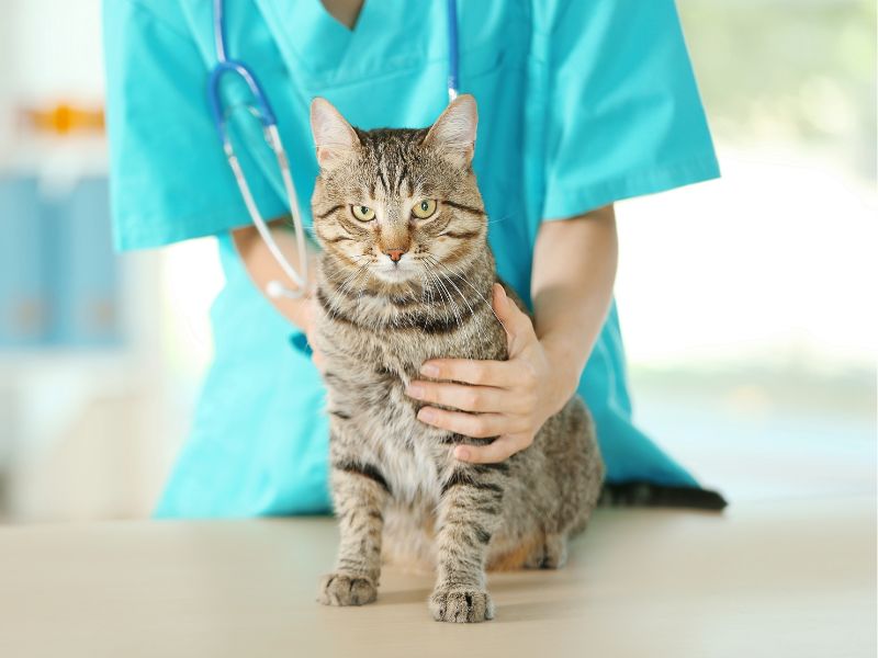 cat-with-doctor