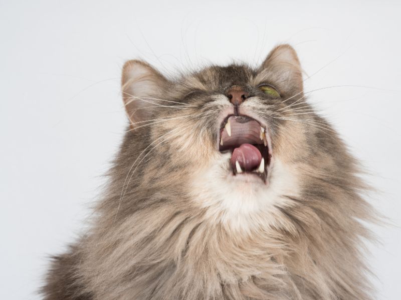 cat-opening-mouth