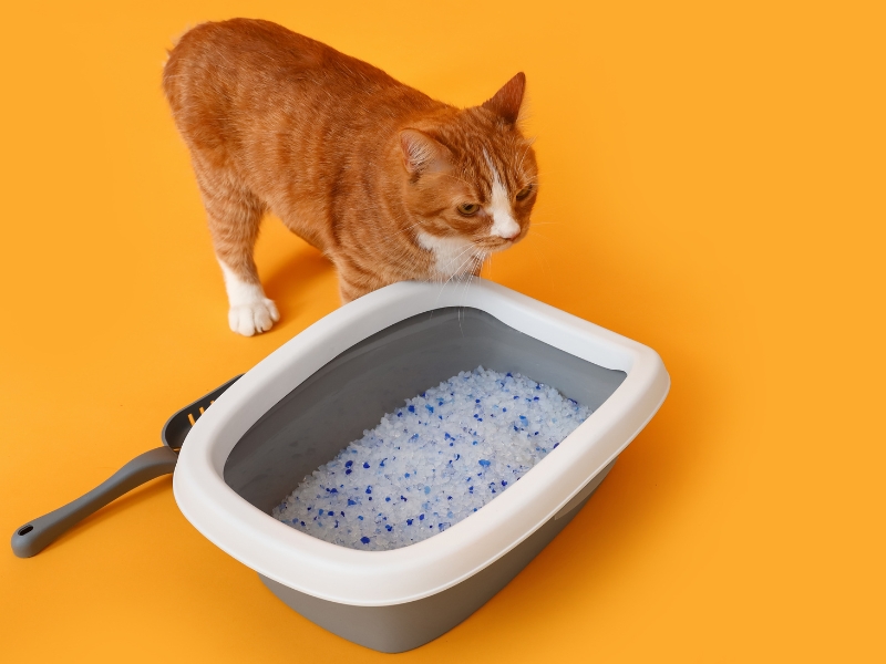 cat-with-litter-box