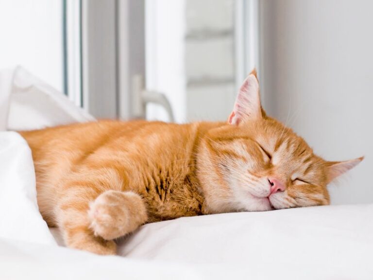 cat-snoring