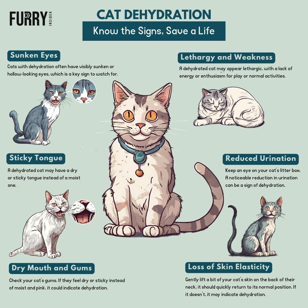 Cat-Dehydration-Sign