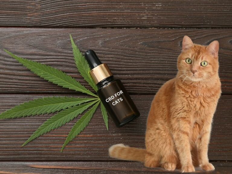 cbd-for-cats