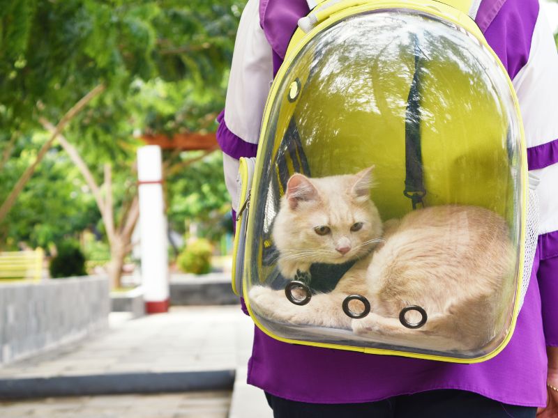travel-with-cat