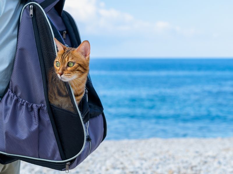 cat-backpack-carrier
