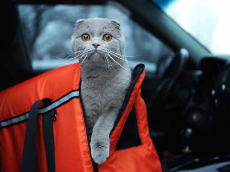 traveling-with-cat