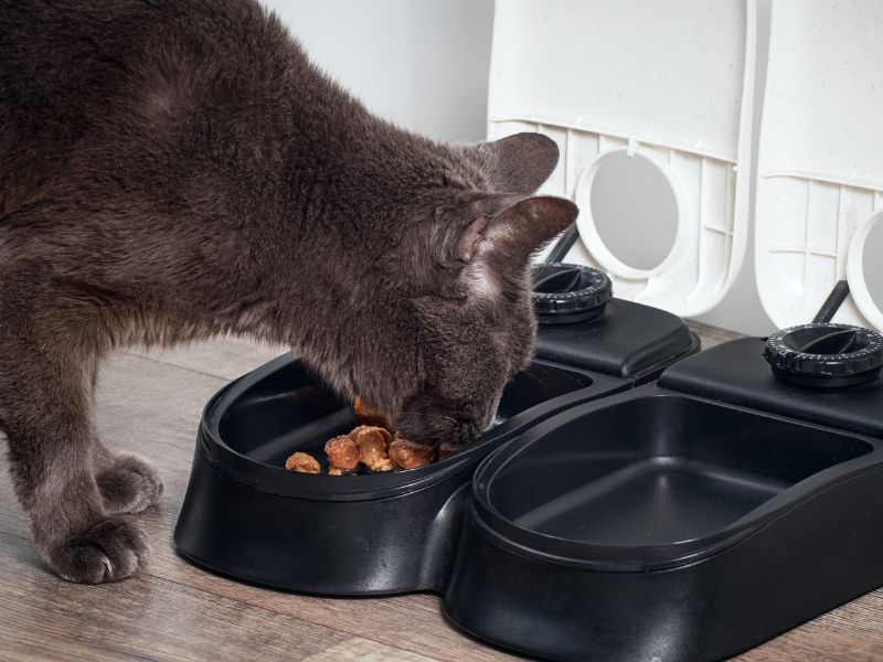 cat-automatic-feeders