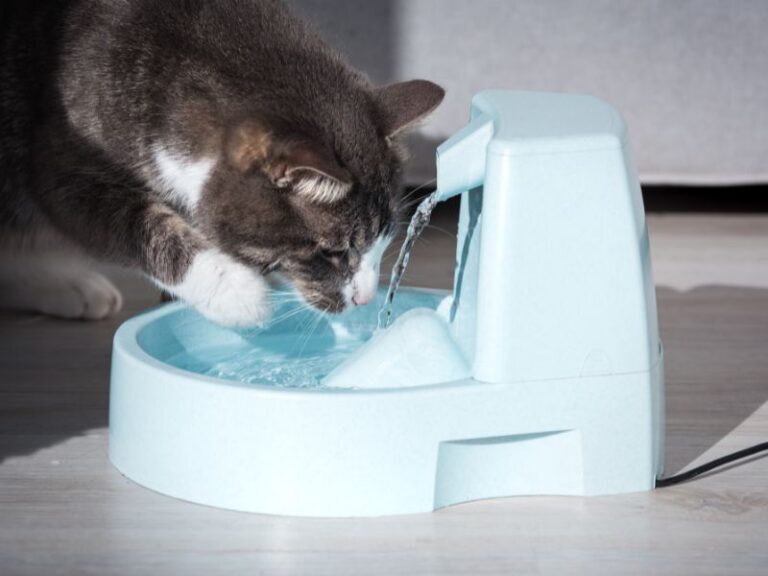 cat-water-fountain