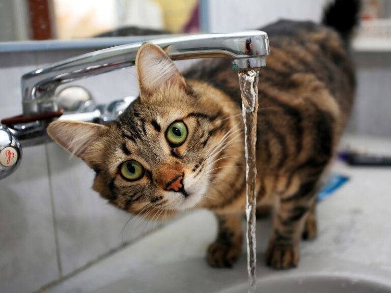 cat-hydration