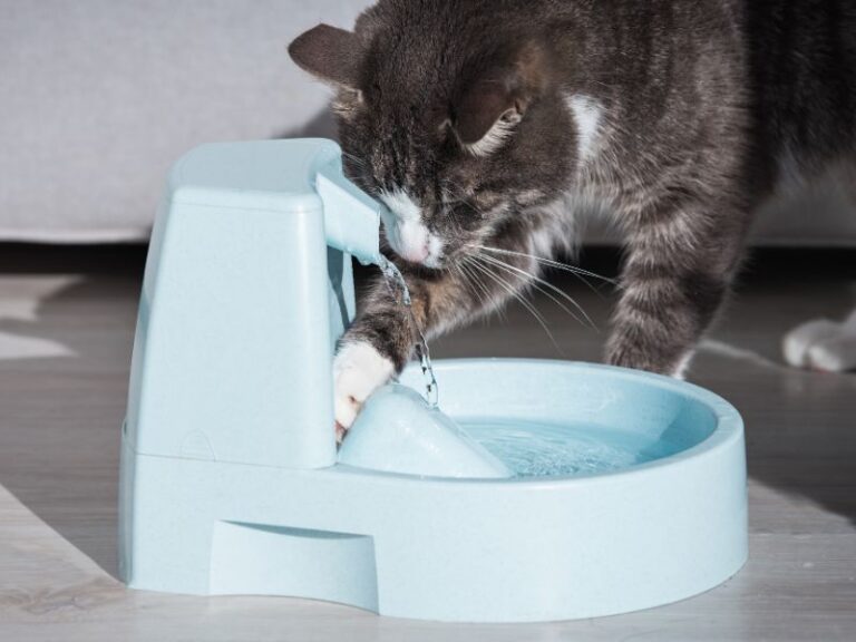 cat-water-fountain